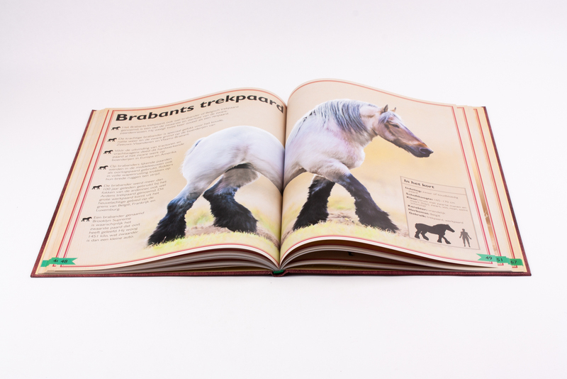 Het allermooiste boek over paarden 4