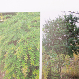 Droogteplanten 6