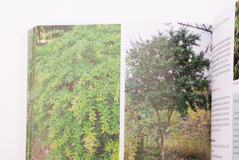 Droogteplanten 6
